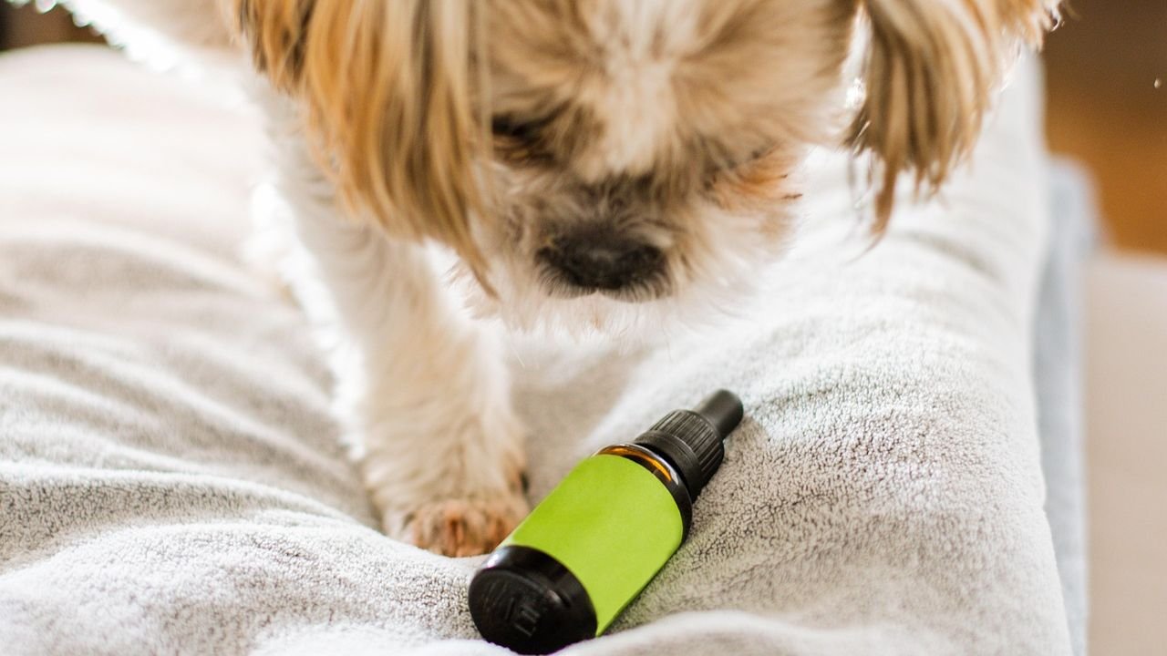 15 Everyday Household Items That Can Be Fun, Safe Dog Toys