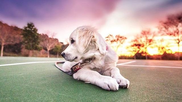 8 Clear Signs Your Dog Is Still Clinging To Life