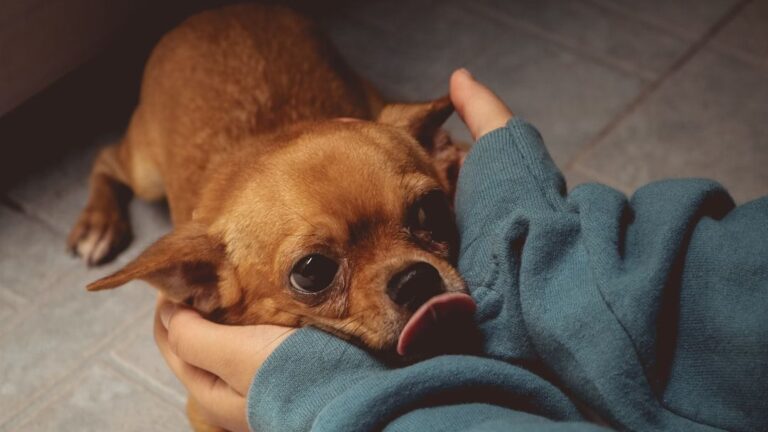Is Your Dog a 'Velcro' Pup or an Independent Spirit? Understanding Their Attachment Style