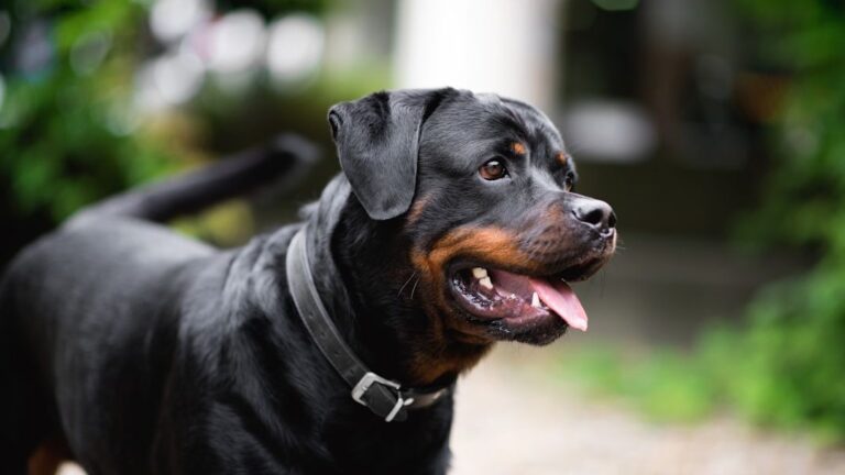 10 Misunderstood Dog Breeds That Struggle to Find Loving Homes