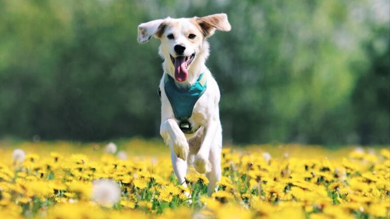 10 Signs Your Adopted Dog Feels At Home