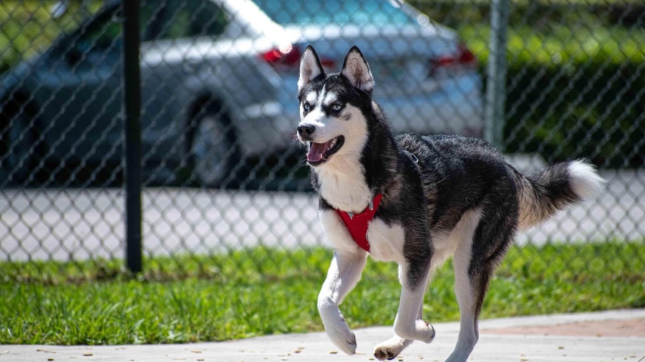 The Hardest Dog Breeds to Train