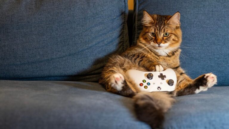 How Much Exercise Do Cats Need? Here's What To Know