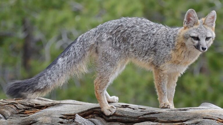 8 Facts About America's Only Tree Climbing Canine and Delaware's State Animal
