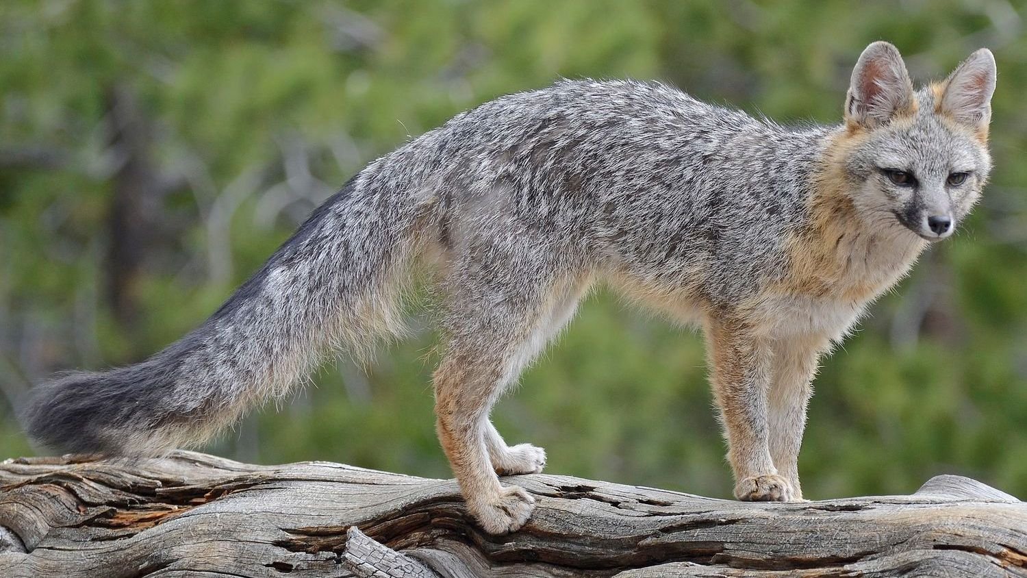 8 Facts About America’s Only Tree Climbing Canine and Delaware’s State Animal