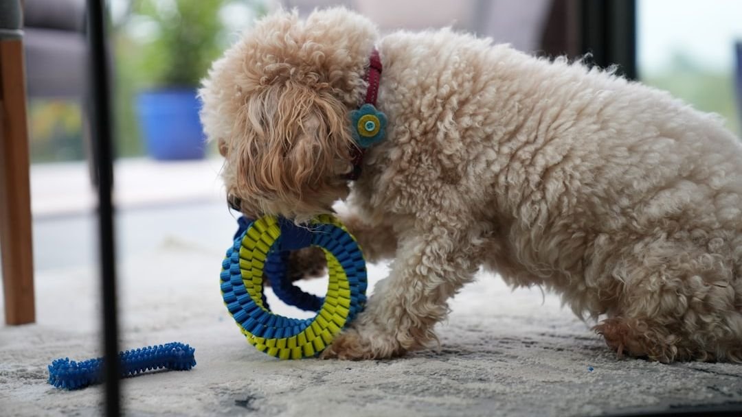 9 Clever Ways to Turn Your Home Into a Dog-Friendly Enrichment Zone