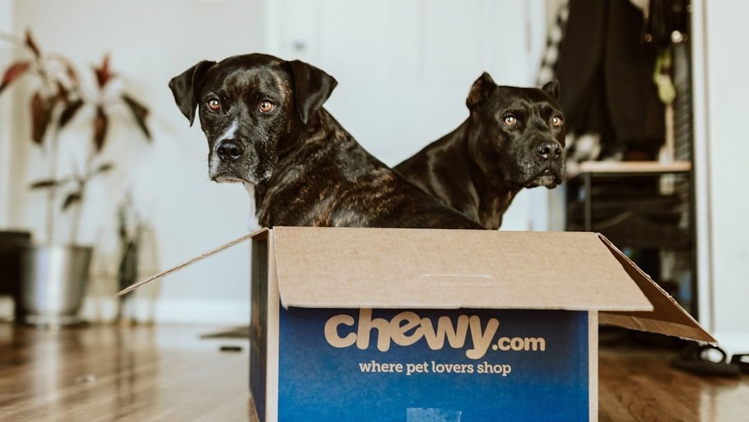 10 Common Household Items You Didn’t Know Could Be Fun Dog Toys (and How to Use Them Safely)