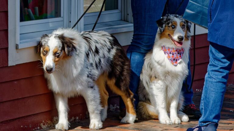 8 Dog Breeds That Are Natural 'Empaths' and Sense Your Every Emotion