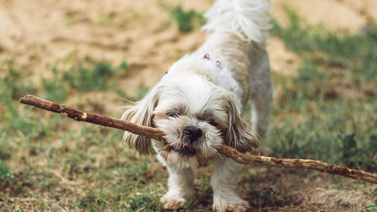 12 Subtle Signals Your Dog Gives When They Need a Little More Playtime