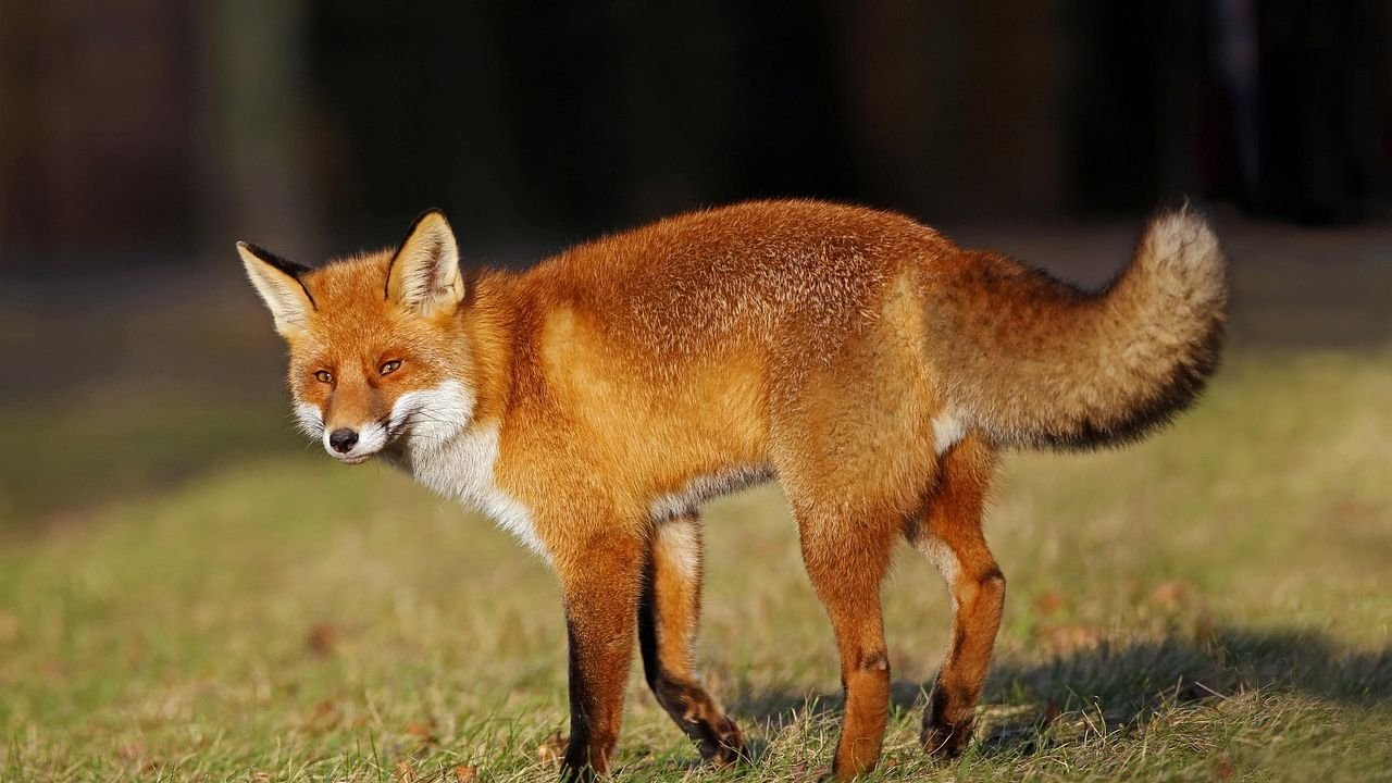Why Do Foxes Scream?