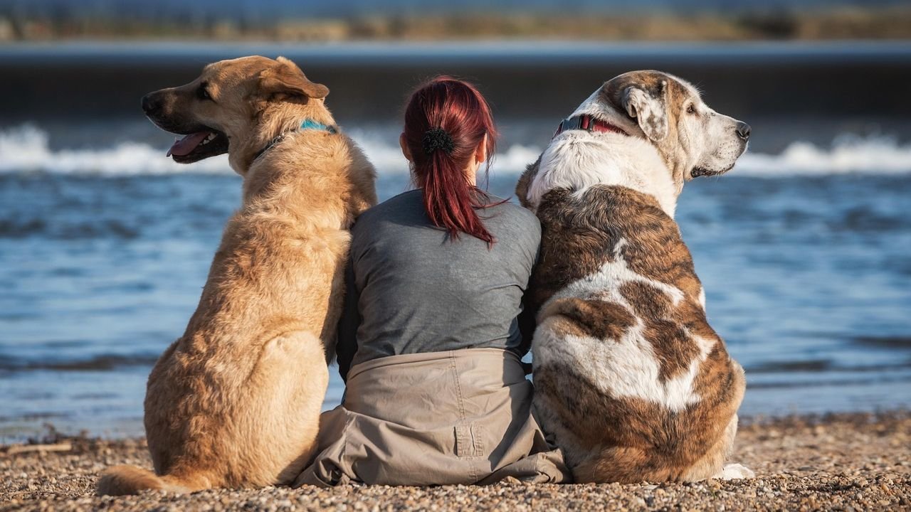 The Quiet Moments You Share with Your Dog Are Building a Lifelong, Unbreakable Bond