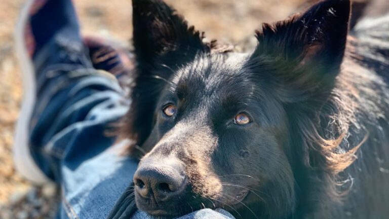 Your Dog's 'Follow Me Everywhere' Habit Is a Deep Sign of Love and Security
