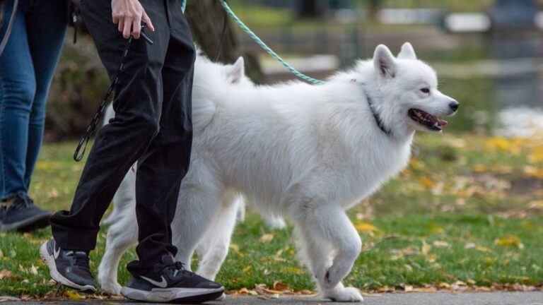 The Joy Your Dog Brings Reduces Stress and Enhances Overall Well-Being