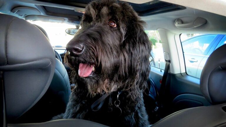 Your Dog's Daily Routine Is Their Comfort Blanket – Embrace Its Importance