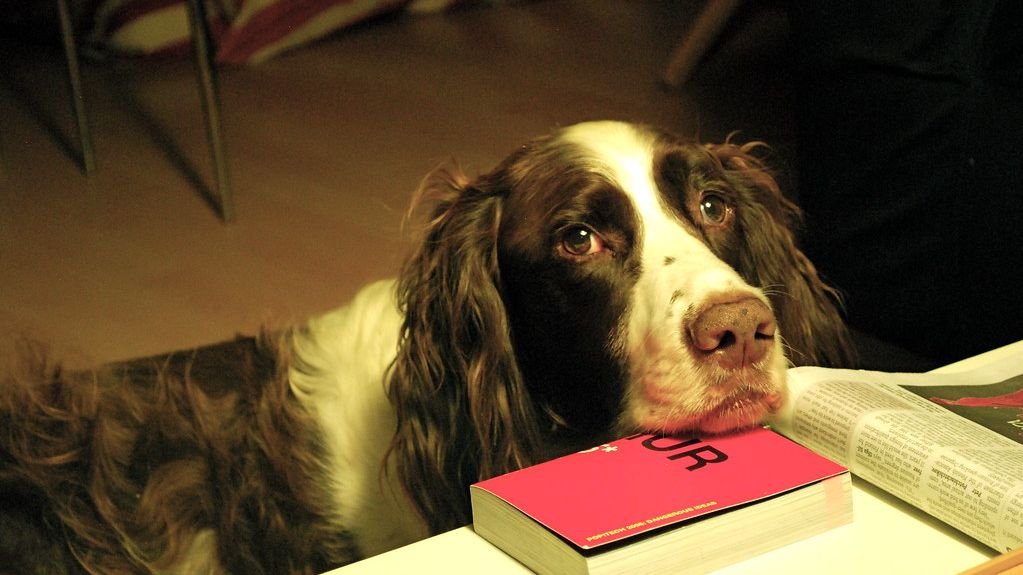 Even the Most Reserved Dogs Show Love in Their Own Unique, Subtle Ways