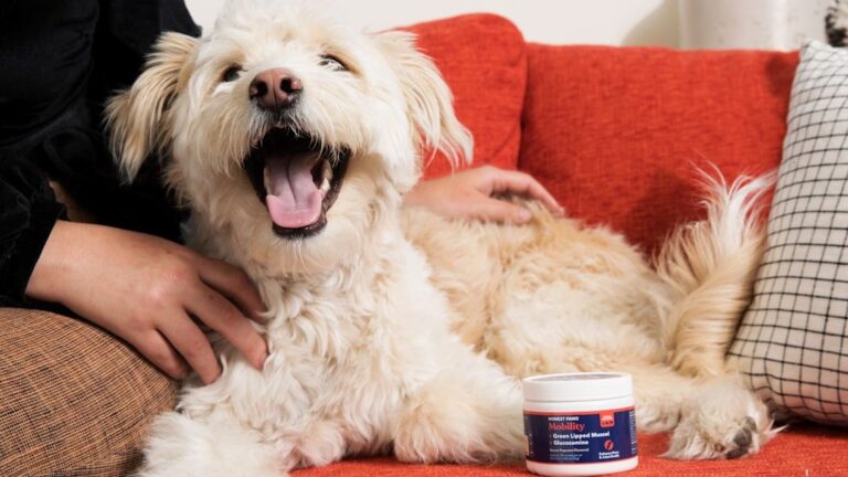 Your Dog's Barking Isn't Always Naughty; It's Often a Cry for Help