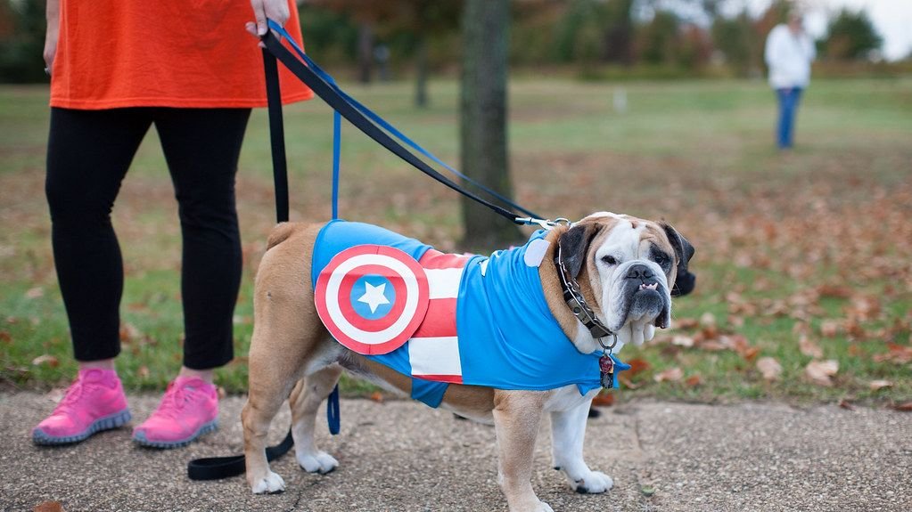 10 Surprising Reasons Why Dogs Choose Their Favorite Human