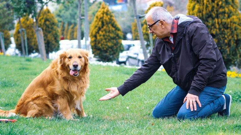 8 Simple Tricks to Keep Your Dog's Mind Sharp and Engaged at Any Age