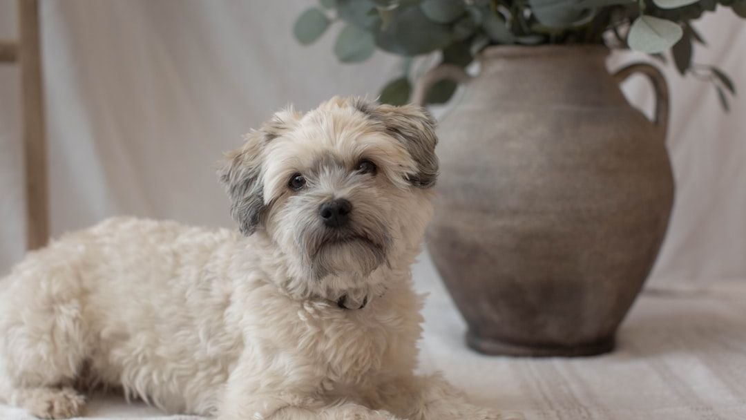 12 Non-Shedding Dog Breeds Perfect for Allergy-Prone Senior Owners