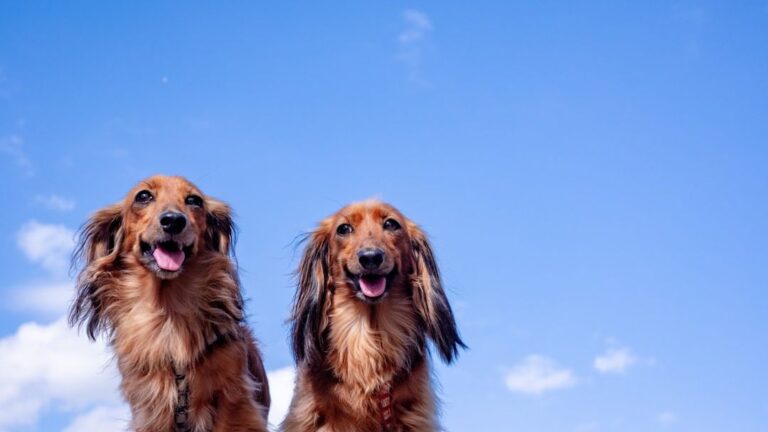 The Hidden Dog Breed Mistakes Each Zodiac Sign Keeps Making