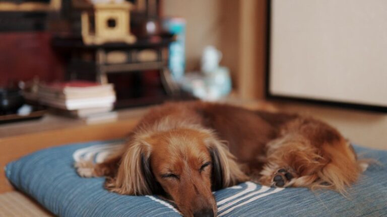 How Can You Tell If Your Dog Is Secretly Bored?