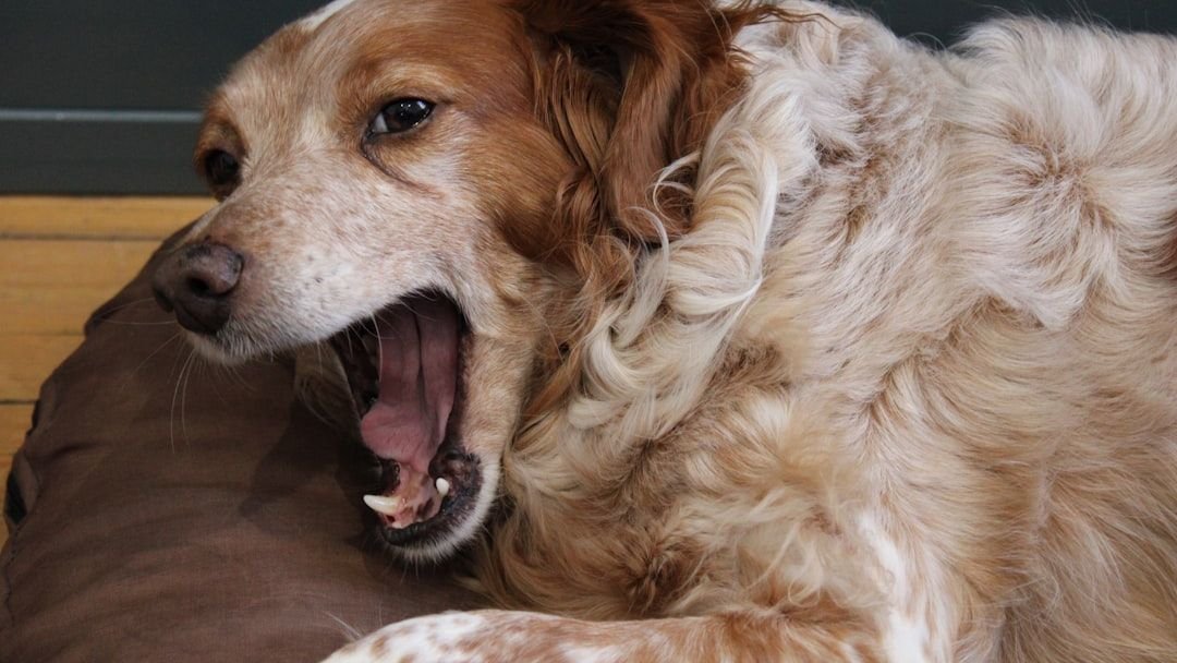 What If Your Dog's Growl Isn't Aggression?