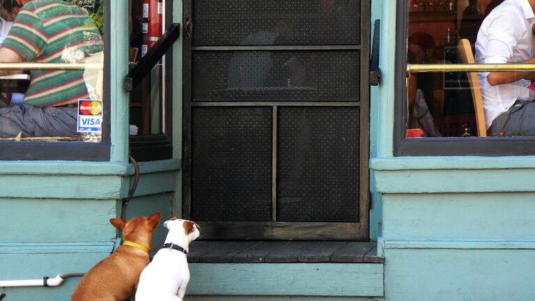 When a Dog Waits by the Door - What It Truly Means