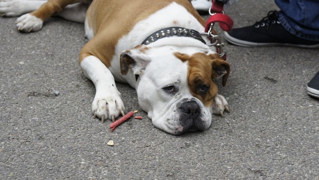 Your Dog’s Destructive Habits Might Be a Cry for More Mental Stimulation