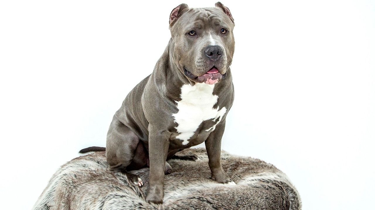 Pit Bull Rescued from Freezing ‘Haunted House’ Hideout Emerges as Affectionate Family Star