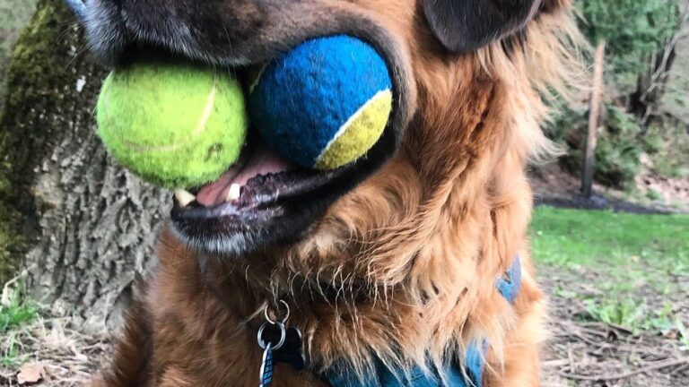 8 Simple DIY Dog Toys You Can Make From Things Lying Around Your House