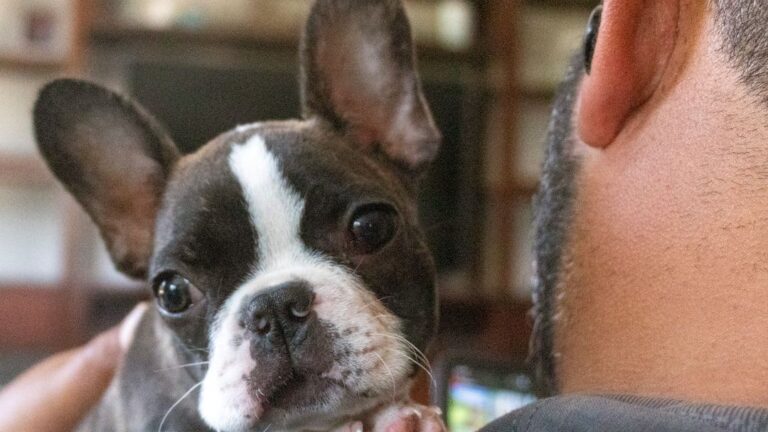15 Dog Breeds That Are Total Couch Potatoes (And 5 That Need Adventure Every Day)