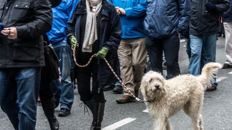 The Unsung Heroes: Why Rescued Senior Dogs Make the Best Companions