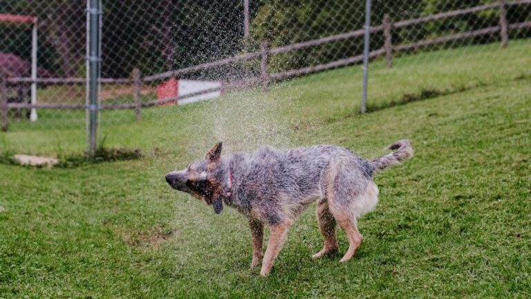 Is Your Dog Secretly Stressed? Subtle Clues You Might Be Missing