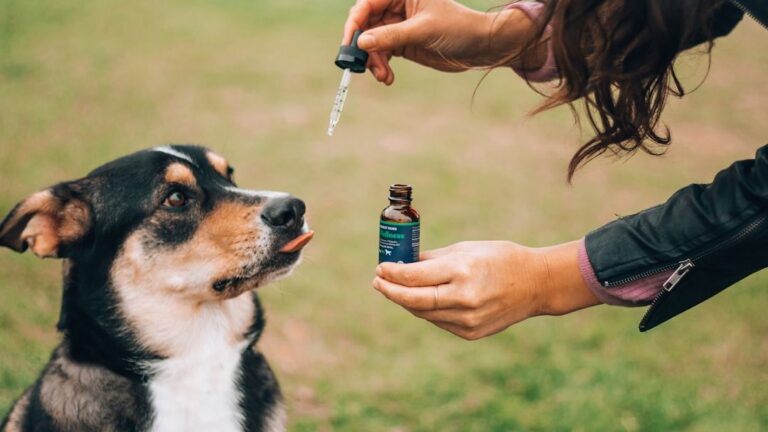 Your Dog's Nose Knows Best: Unleashing the Power of Scent Work at Home
