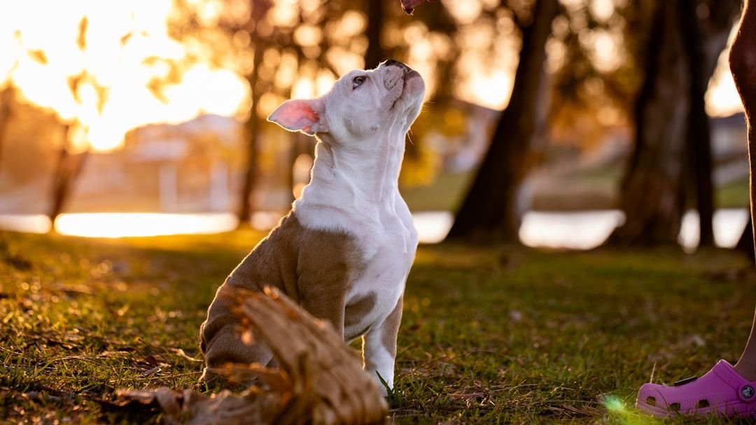 The Unexpected Joy: Why Adopting a ‘Difficult’ Dog Can Be the Most Rewarding
