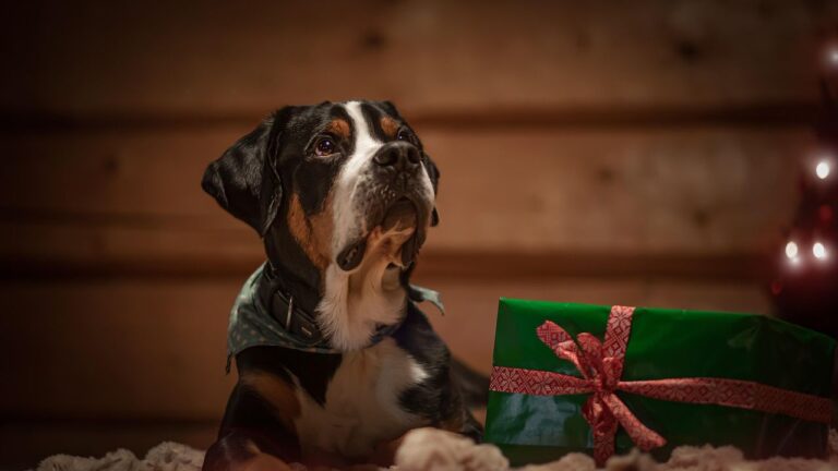 What's Your Dog's Love Language? Understanding Their Unique Ways of Showing Affection