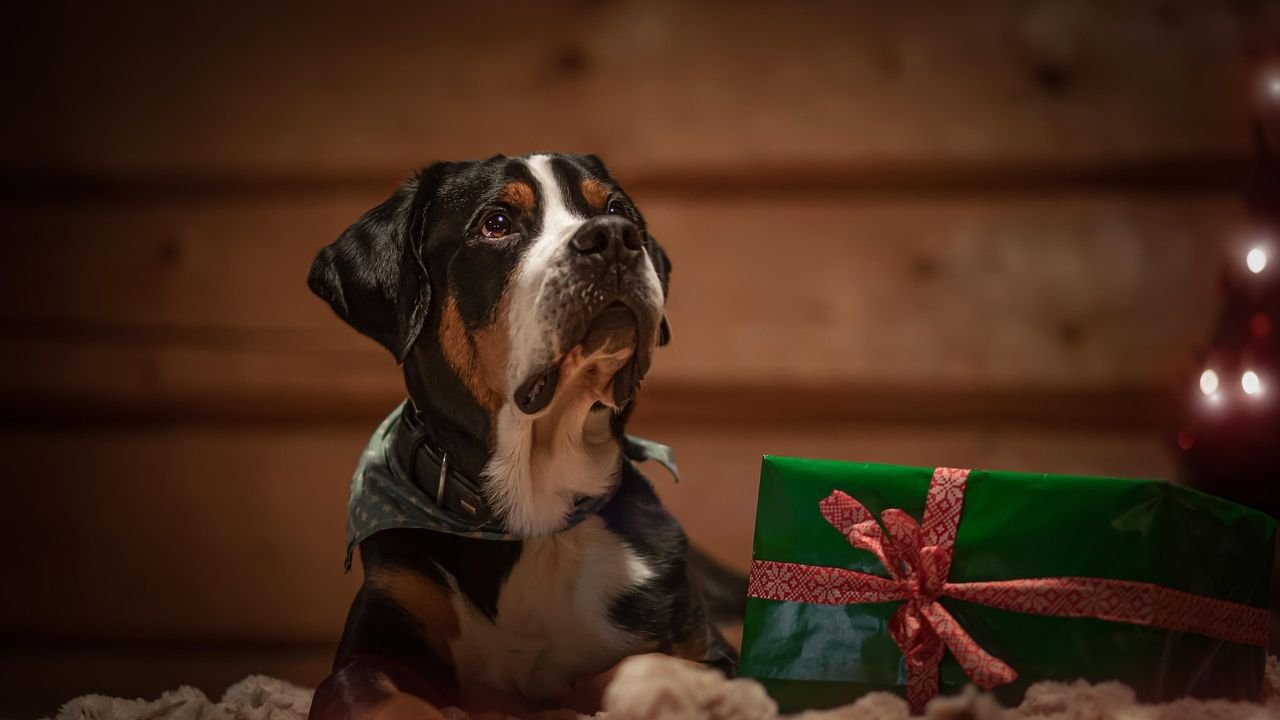 What’s Your Dog’s Love Language? Understanding Their Unique Ways of Showing Affection