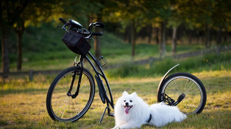 Stop Believing These Myths About Your Dog's 'Stubborn' Behavior