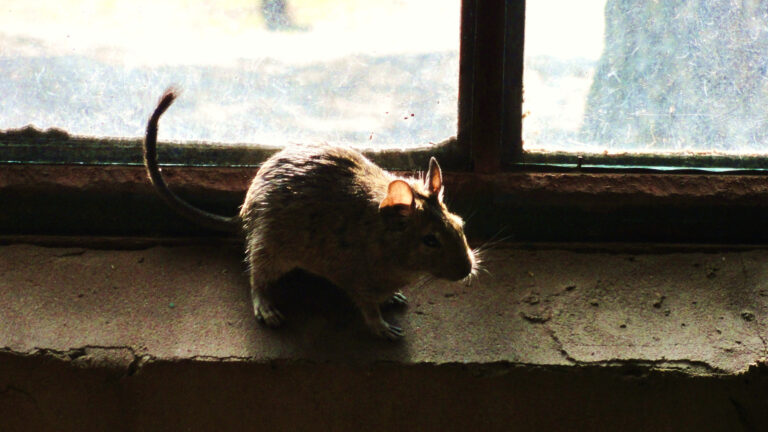 Why Los Angeles Is America's #1 Rodent Hotspot