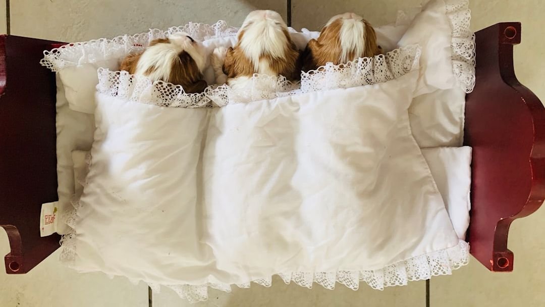 9 Common Household Items That Are Secretly Dangerous For Your Dog