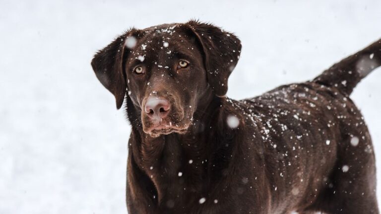 10 Hidden Dangers for Dogs in Cold Weather