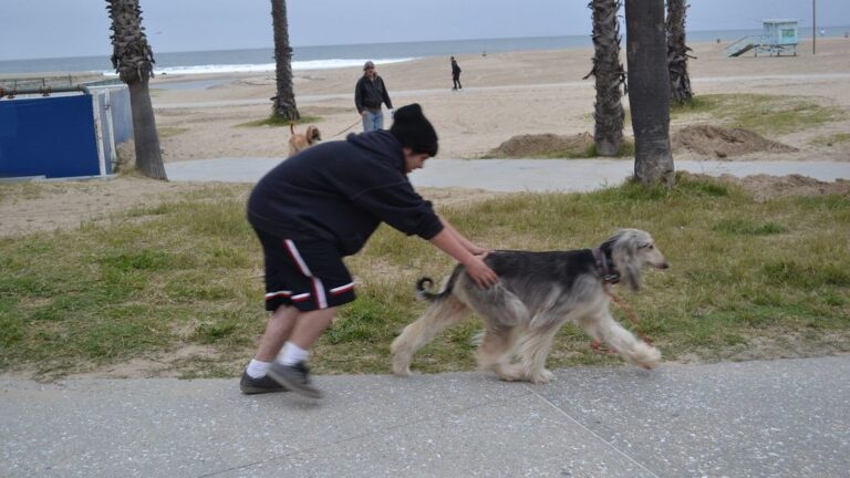 10 Surprising Reasons Why Your Dog Suddenly Ignores You