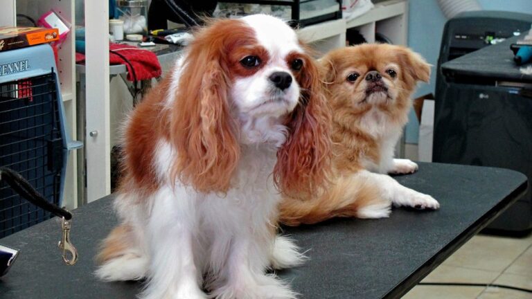 Can Your Dog Really Get Jealous?