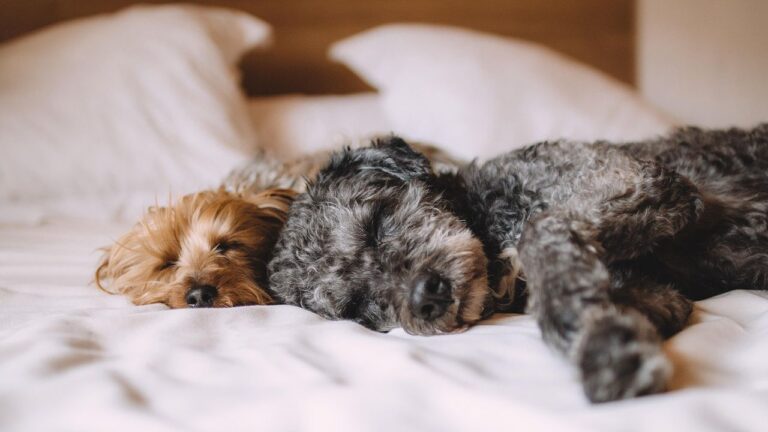 Your Dog's Nightly Habits Reveal More Than You Think About Their Happiness