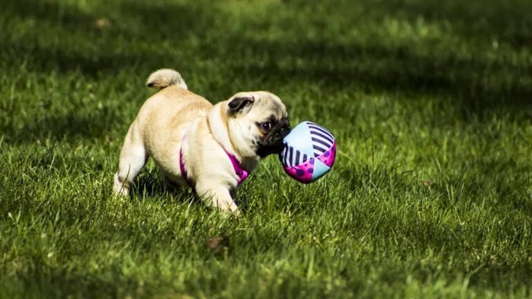 What If Your Dog's Favorite Toy Holds the Key to Their Happiness?