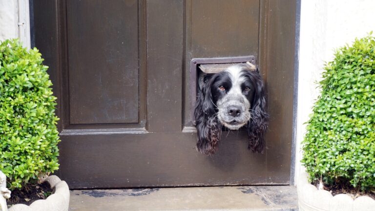 8 Everyday Sounds That Secretly Stress Out Your Dog (And How to Help)