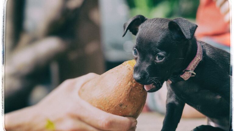 Why Does My Dog Nibble My Fingers Gently?
