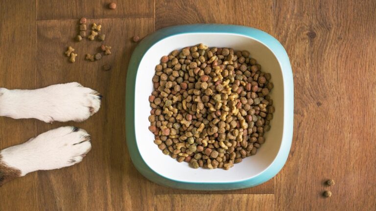 How Soon Can You Feed a Puppy Kibble