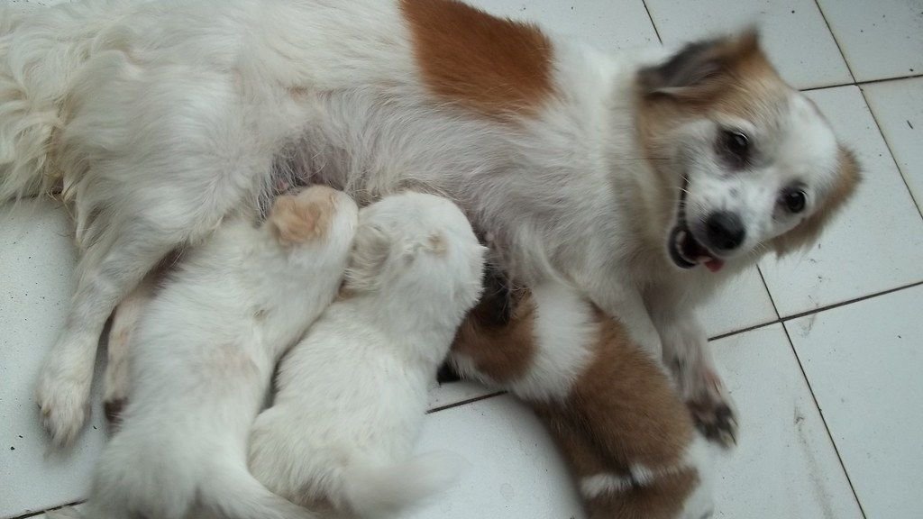 How to Get a Nursing Dog To Leave Her Kids to Pee