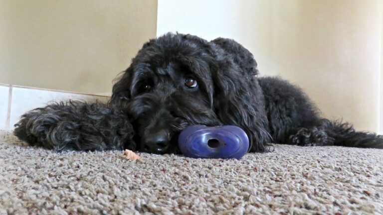 Beyond the Bark: How Your Dog's Vocalizations Mean Different Things